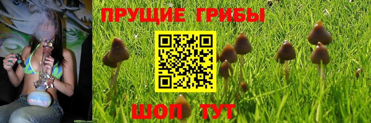Галлюциногенные грибы Magic Shrooms  Псилоцибиновые грибы мицелий  Богородицк  Вход с VPN 